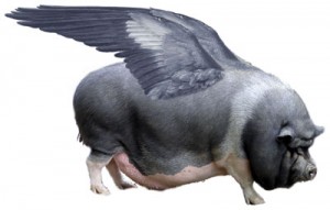 pigs-have-wings5